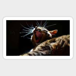 Yawning Kitten Sticker